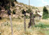 Out west, no one really knows how the practice started but cowboys would place their boots on fence posts along the roads.  These boots are along US 26 east of Llewellyn, NE.